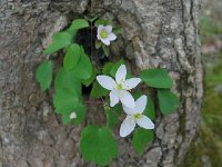 Rue Anemone